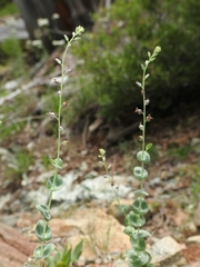 Streptanthus barbatus