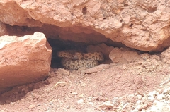 Crotalus oreganus concolor