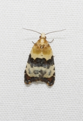 Authomaema pentacosma