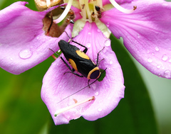 Hemithyrsocera vittata