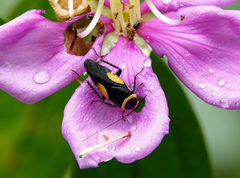 Hemithyrsocera vittata