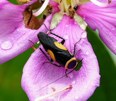 Hemithyrsocera vittata