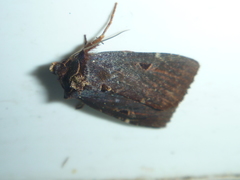 Austramathes purpurea