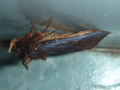 Austramathes purpurea