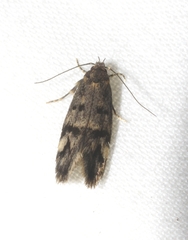 Barea zygophora