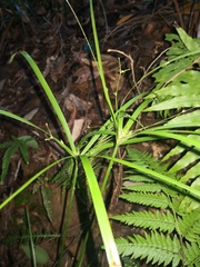 Cyperus filipes