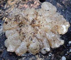 Exidia novozealandica