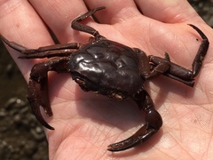 Acanthothelphusa niloticus