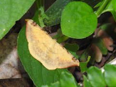 Luxiaria phyllosaria