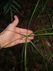 Cyperus filipes
