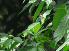 Polyura hebe