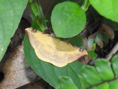 Luxiaria phyllosaria