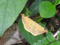 Luxiaria phyllosaria