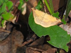 Luxiaria phyllosaria