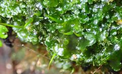 Megaceros flagellaris