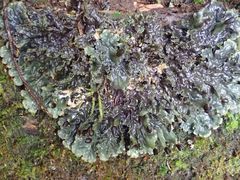 Peltigera nana