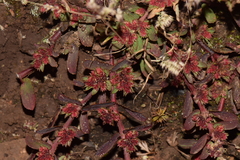 Euphorbia densiflora