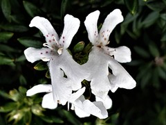 Westringia fruticosa