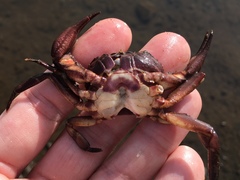 Acanthothelphusa niloticus