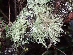Usnea inermis
