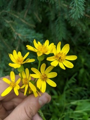 Senecio lugens