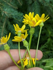 Senecio lugens