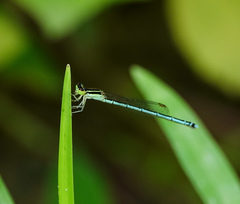 Agriocnemis lacteola