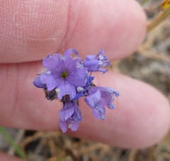 Gilia capitata chamissonis