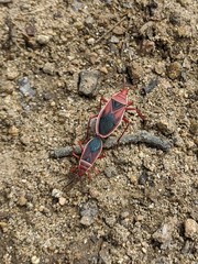 Probergrothius varicornis