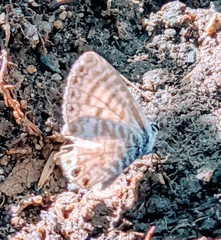 Leptotes marina