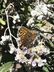 Speyeria callippe macaria
