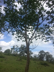 Erythrina vespertilio