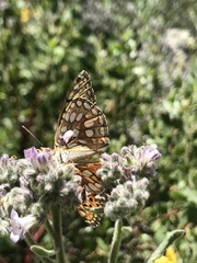 Speyeria callippe macaria