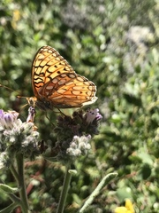 Speyeria callippe macaria