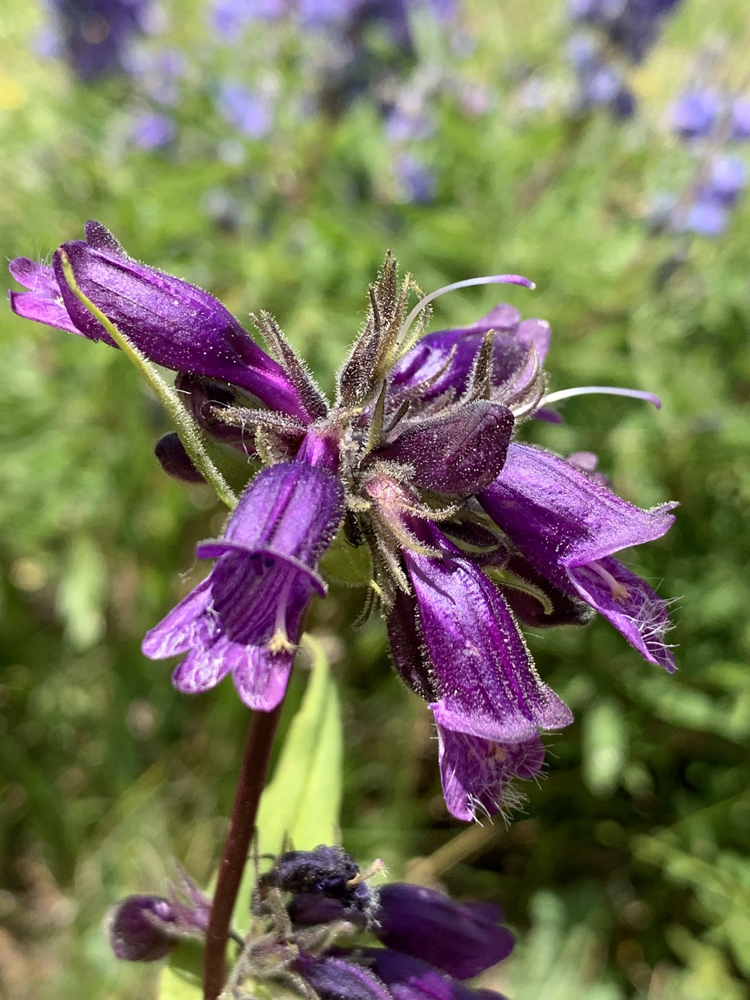 Penstemon whippleanus