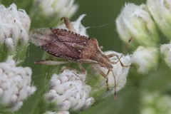 Harmostes fraterculus