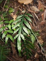 Blechnum patersonii