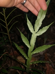 Blechnum patersonii
