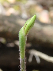 Caladenia cleistantha