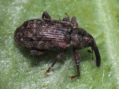 Dorytomus taeniatus