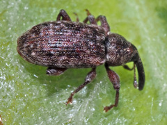 Dorytomus taeniatus