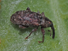 Dorytomus taeniatus