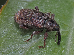 Dorytomus taeniatus