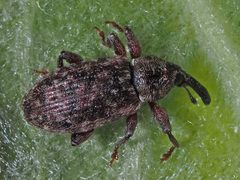 Dorytomus taeniatus