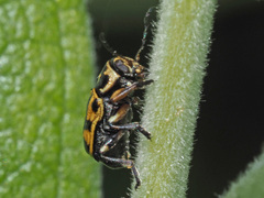 Pachybrachis sinuatus