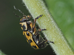 Pachybrachis sinuatus