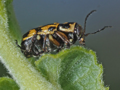 Pachybrachis sinuatus