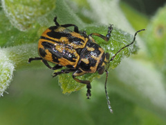 Pachybrachis sinuatus