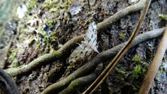Lepidoptera