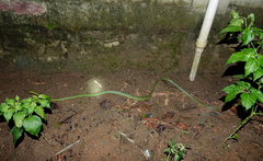 Boiga cyanea